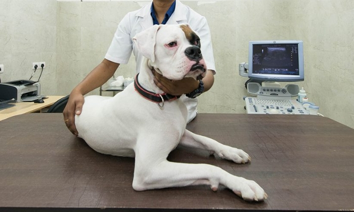 Best Pet Clinic in Gurugram