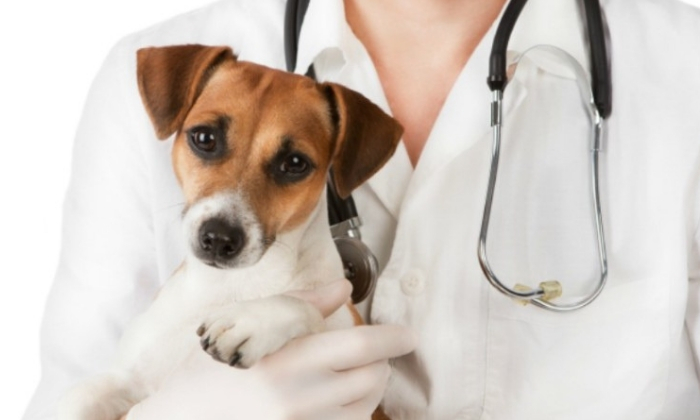 Best Pet Clinic in Gurugram