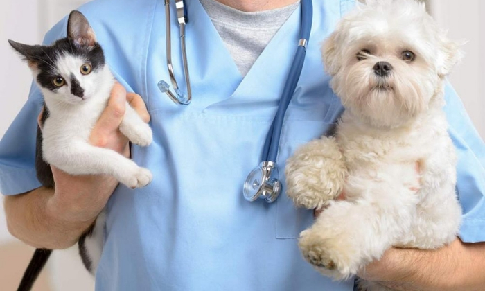 Best Pet Clinic in Gurugram