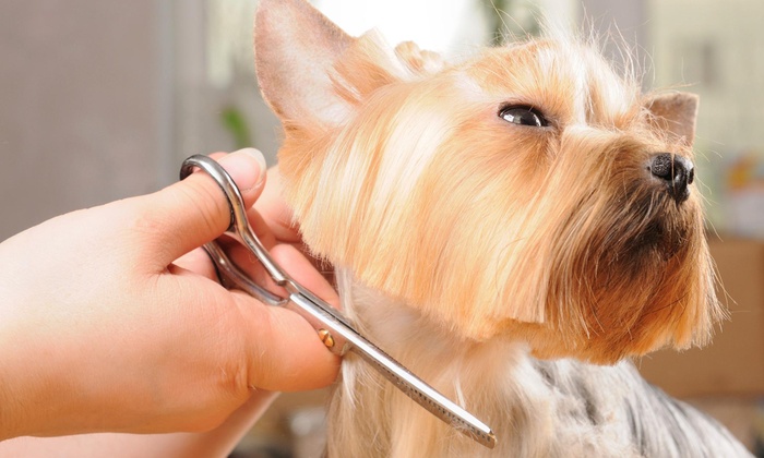 Best Pet Clinic in Gurugram