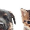 Best Pet & Veterinary Clinics in Gurgaon