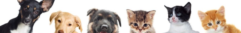 Best Pet & Veterinary Clinics in Gurgaon